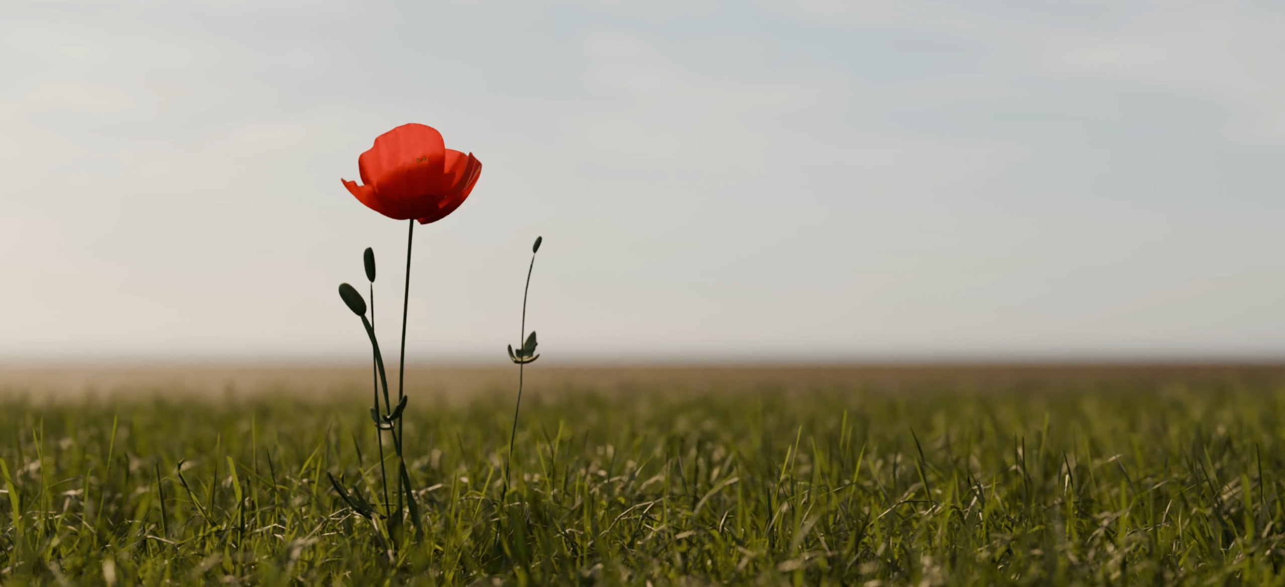 Motion Design Collection